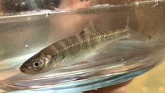 Lythrurus fasciolaris