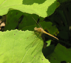 Orthetrum coerulescens anceps