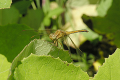 Orthetrum coerulescens anceps