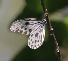 Ideopsis gaura