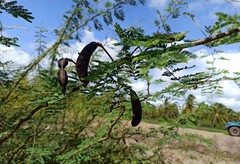 Vachellia farnesiana farnesiana