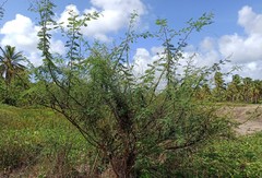 Vachellia farnesiana farnesiana