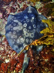 Urolophus circularis