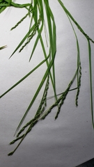Carex debilis rudgei