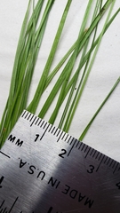 Carex debilis rudgei