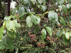 Ehretia longiflora