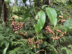 Ehretia longiflora