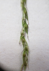 Carex debilis rudgei