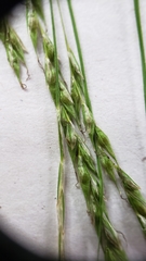 Carex debilis rudgei