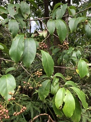 Ehretia longiflora