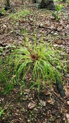 Carex debilis rudgei