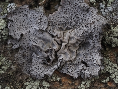 Umbilicaria proboscidea