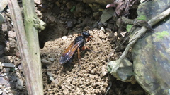 Sphex subtruncatus