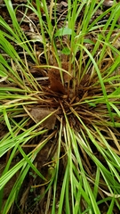 Carex debilis rudgei