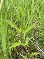 Persicaria arifolia