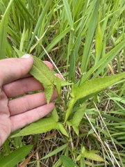 Persicaria arifolia