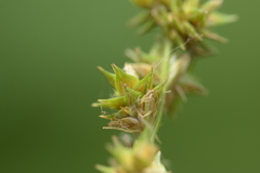 Carex aggregata
