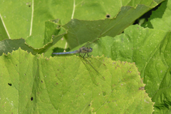 Petasites albus