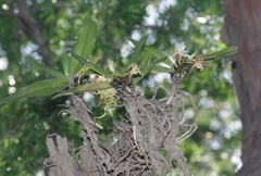 Cyrtorchis arcuata
