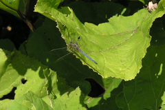 Petasites albus