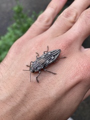 Chalcophora virginiensis