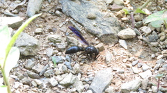 Pseudozumia indosinensis