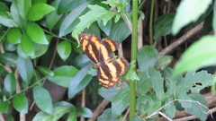 Symbrenthia lilaea formosanus