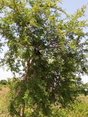 Vachellia