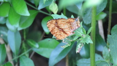 Symbrenthia lilaea formosanus