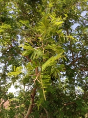 Vachellia