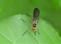 Rhamphomyia longicauda