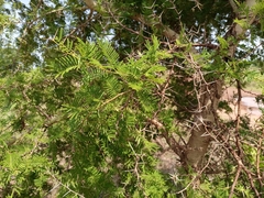 Vachellia