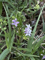 Sherardia arvensis