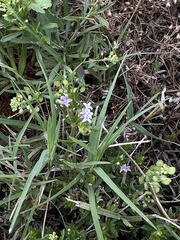 Sherardia arvensis