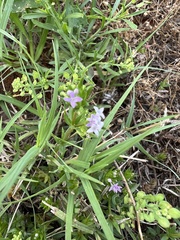 Sherardia arvensis
