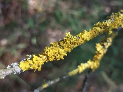 Xanthoria parietina