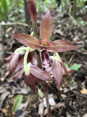 Eulophia zollingeri