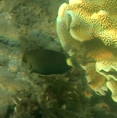 Acanthurus dussumieri