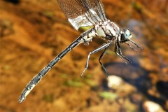 Phanogomphus descriptus