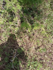 Vachellia