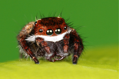 Carrhotus coronatus