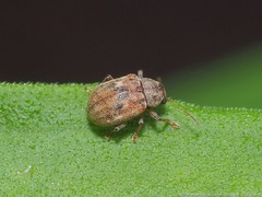 Demotina modesta