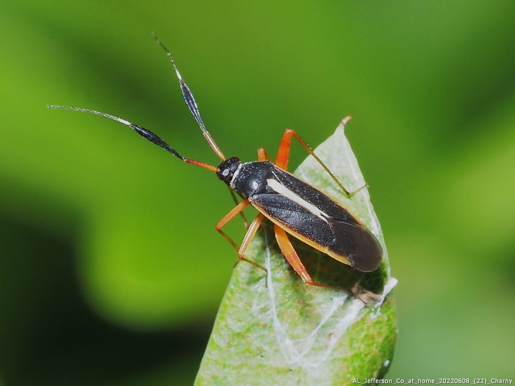 Garganus fusiformis