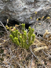 Huperzia appressa
