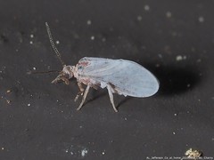 Coniopteryginae