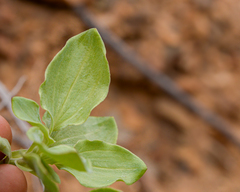 Alstroemeria violacea