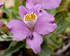 Alstroemeria violacea