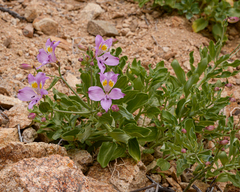 Alstroemeria violacea