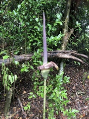 Amorphophallus hirtus