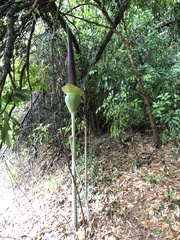 Amorphophallus hirtus